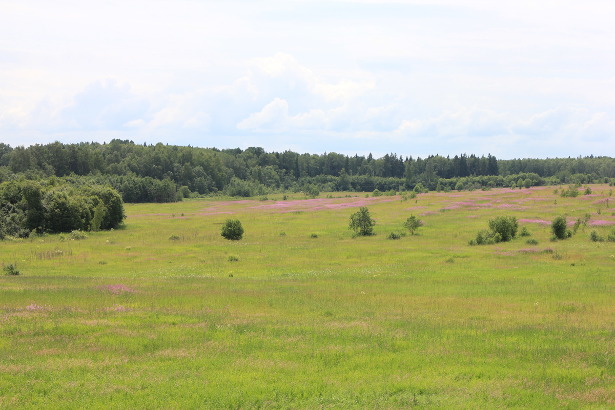 Урочище Лихачево. Фото: Недолужко А.В.