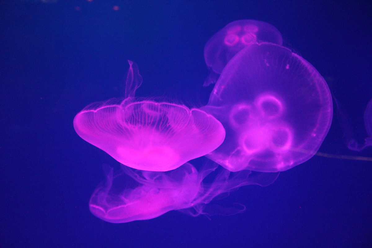 Сингапурский океанариум. Медузы. Фото: Недолужко А.В.