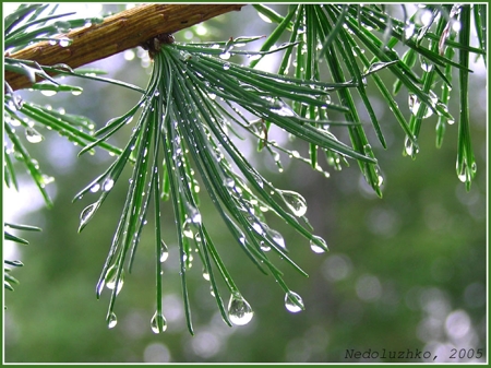 После дождя. Лиственница (Larix sp.). Фото: Недолужко А.В. После дождя. Лиственница (Larix sp.). Фото: Недолужко А.В.