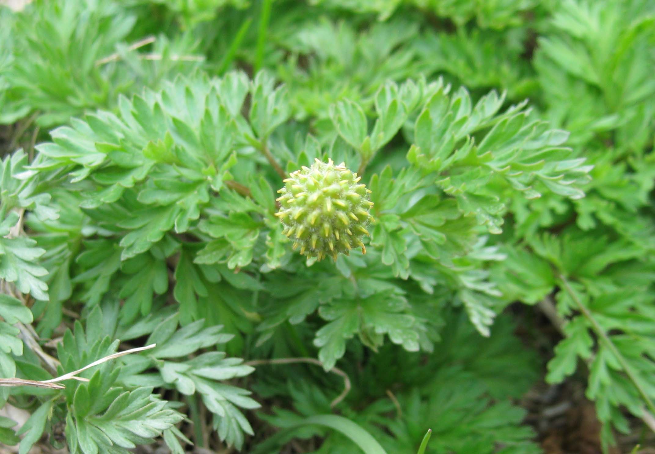 Оставив семена и накопив питательные вещества в корневище, надземная часть отмирает уже в начале лета. Фото: Недолужко А.В.