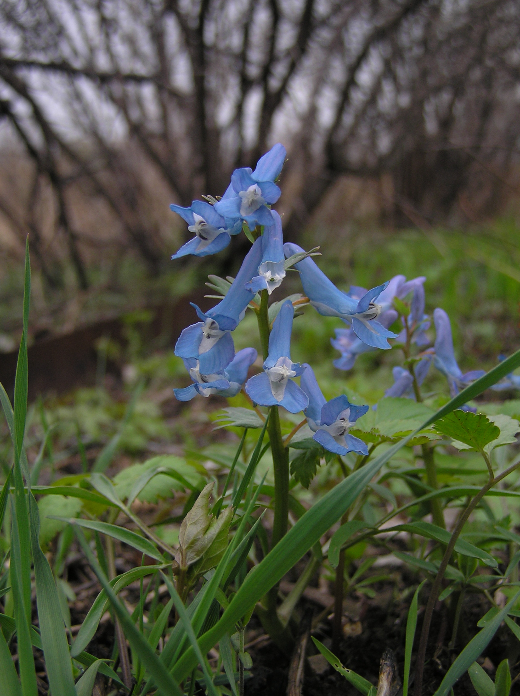 Хохлатка сомнительная (Corydalis ambigua)