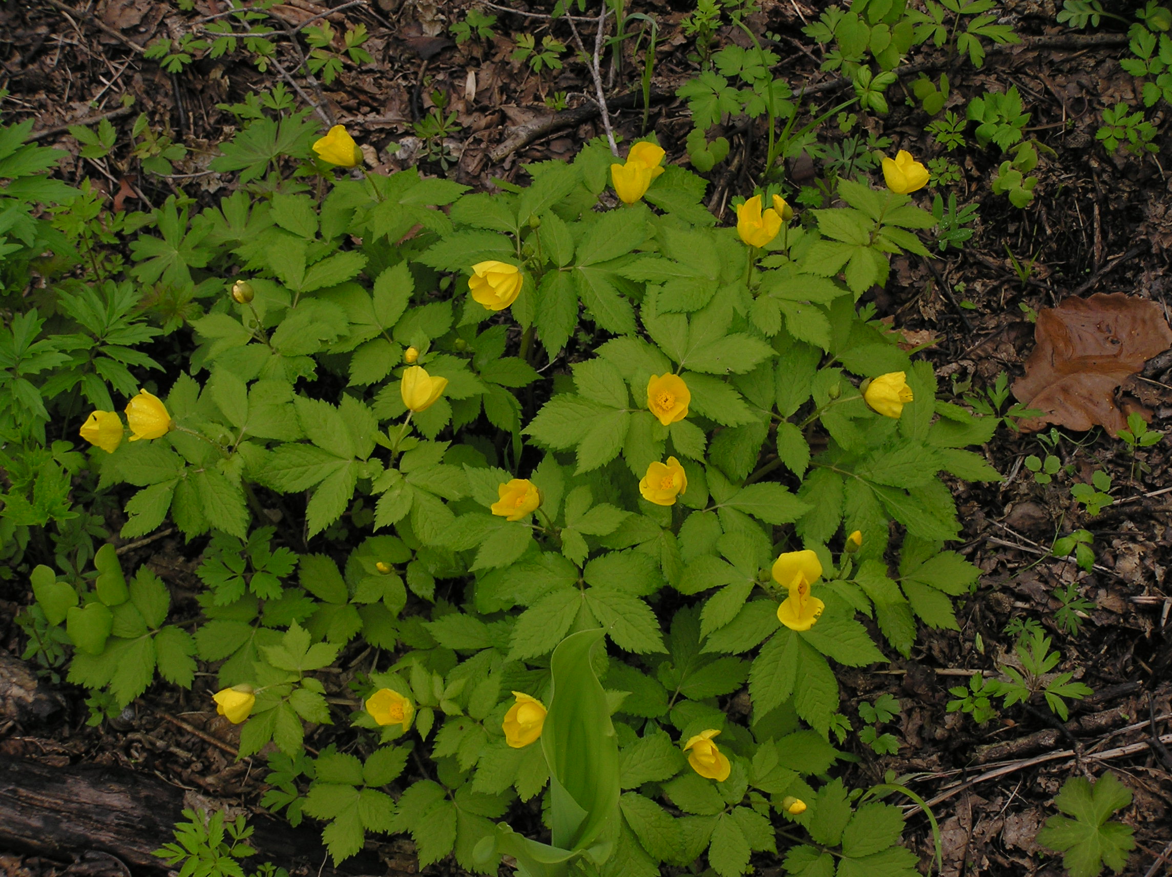 Лесной мак весенний (Hylomecon vernalis) – родственник широко известного чистотела. Фото: Недолужко А.В.