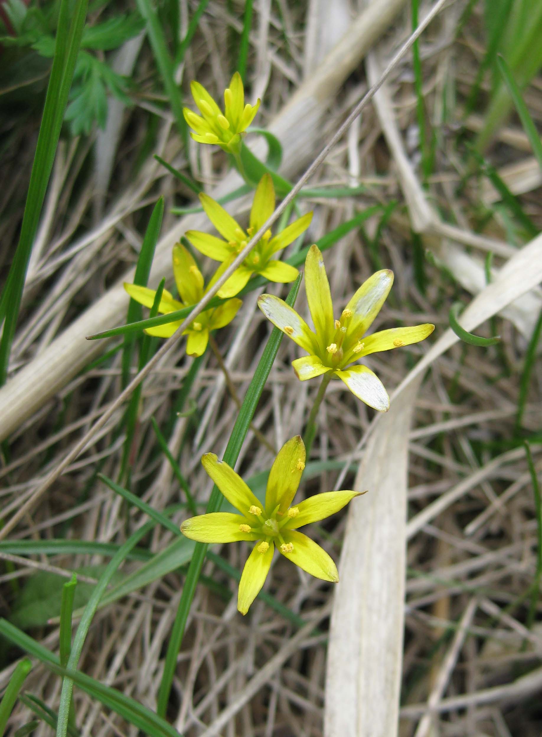 Гусиный лук Накаи (Gagea nakaiana) большую часть жизни проводит под землёй,  цветки жёлтые, используется в пищу. Фото: Недолужко А.В.