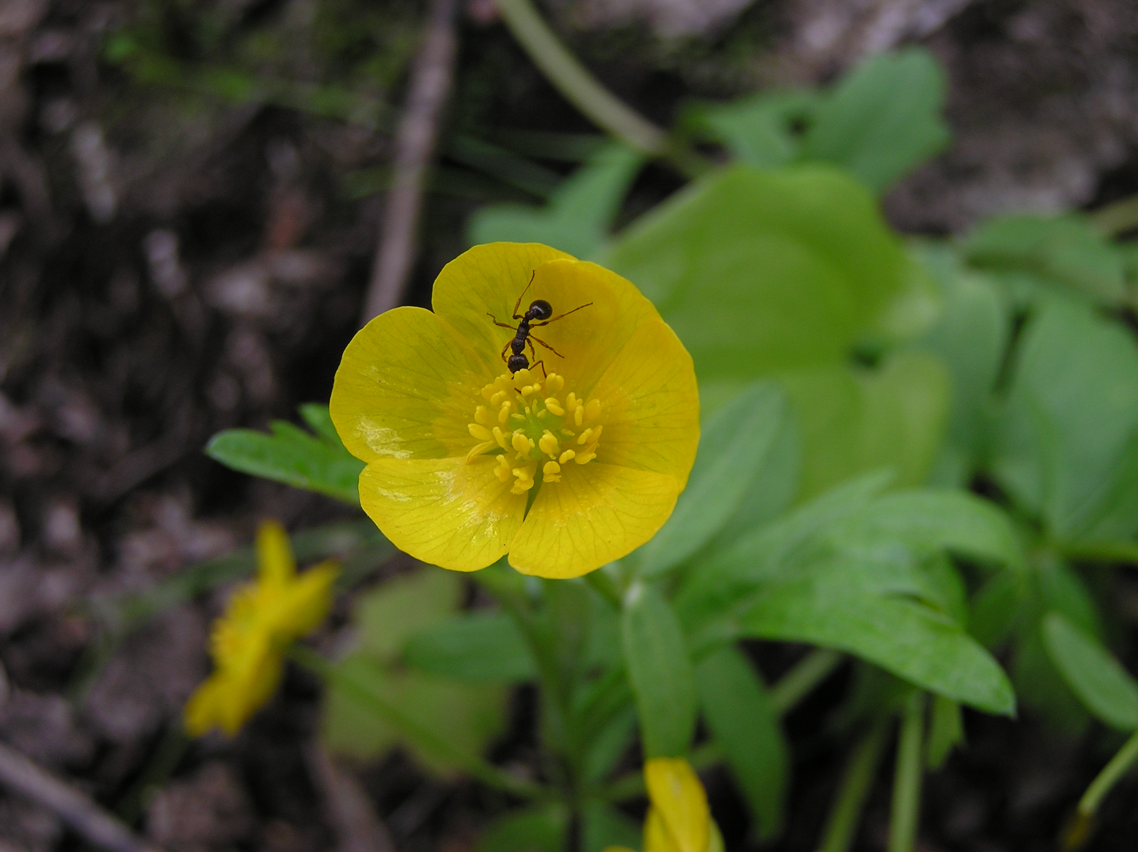 Лютик уссурийский (Ranunculus ussuriensis) -  единственный лесной вид во флоре Приморского края – настоящий  эфемероид. Фото: Недолужко А.В.