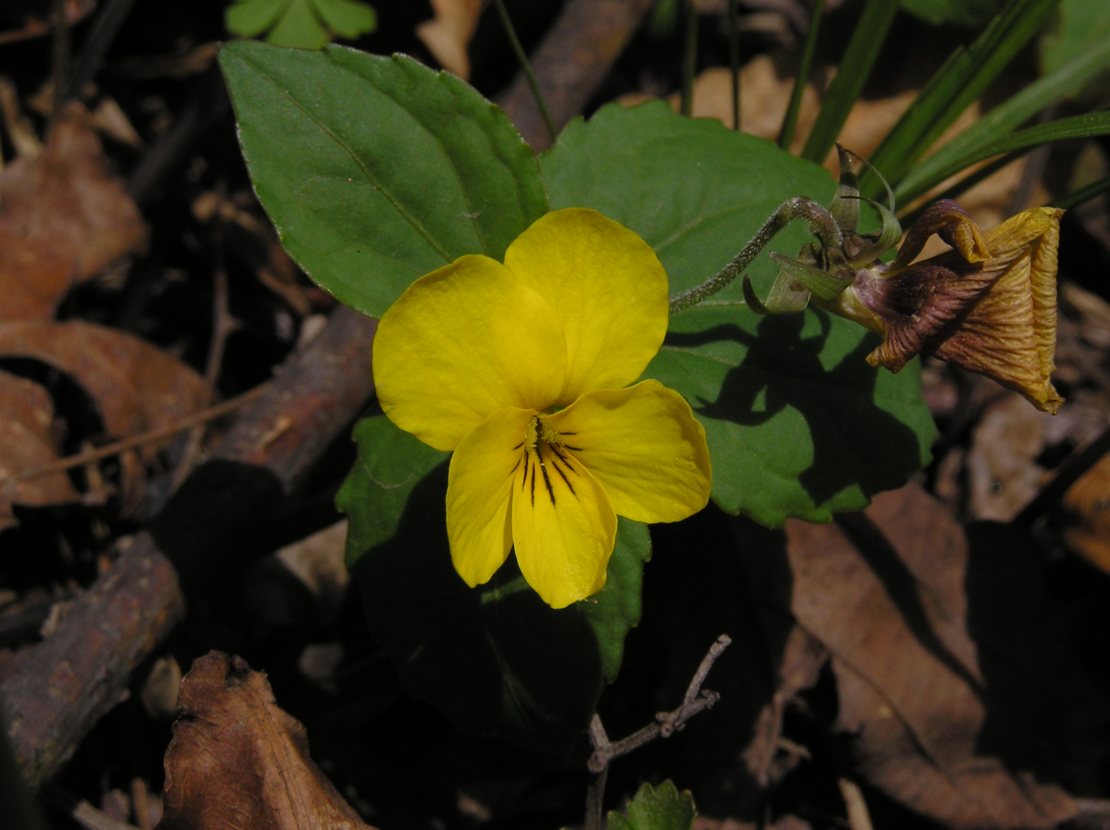 Фиалка восточная (Viola orientalis) -  цветки жёлтые. Растёт в лесах и кустарниковых зарослях, часто образуя скопления. Фото: Недолужко А.В.