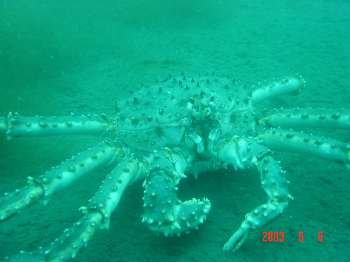 Камчатский краб - Paralithodes camtschaticus объект промысла. Фото: Андрей Подкорытов