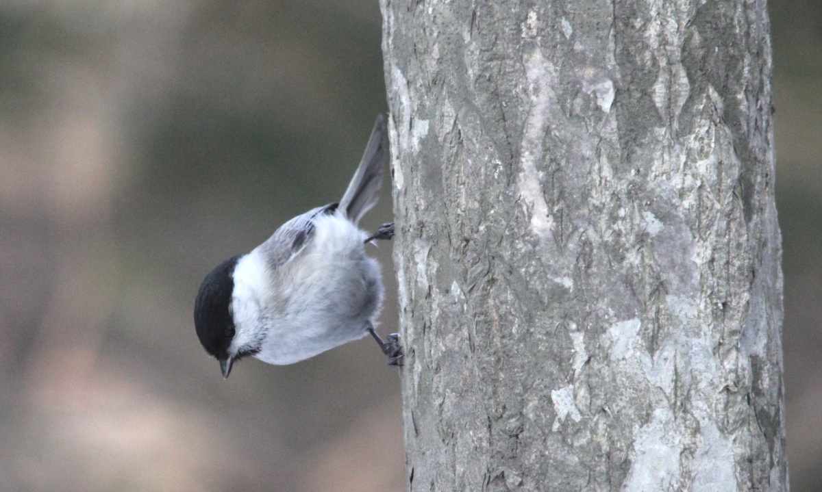 Гаичка черноголовая. Фото: Артем Недолужко Гаичка черноголовая. Фото: Артем Недолужко