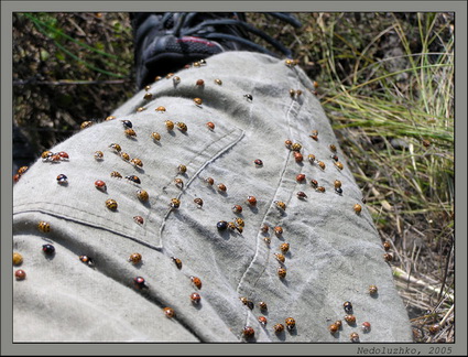 Скоро зима! Божьи коровки ищут убежища в моей штанине. Фото: Недолужко А.В.