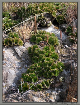 Селагинелла завёртывающаяся (Selaginella involvens) и горноколосник (Orostachys sp.). Фото: Недолужко А.В.