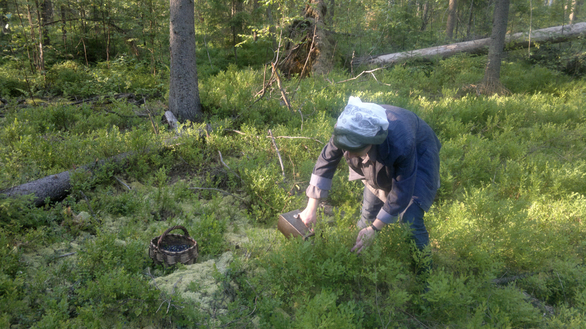 Сбор черники. Фото: Недолужко А.В. Сбор черники. Фото: Недолужко А.В.