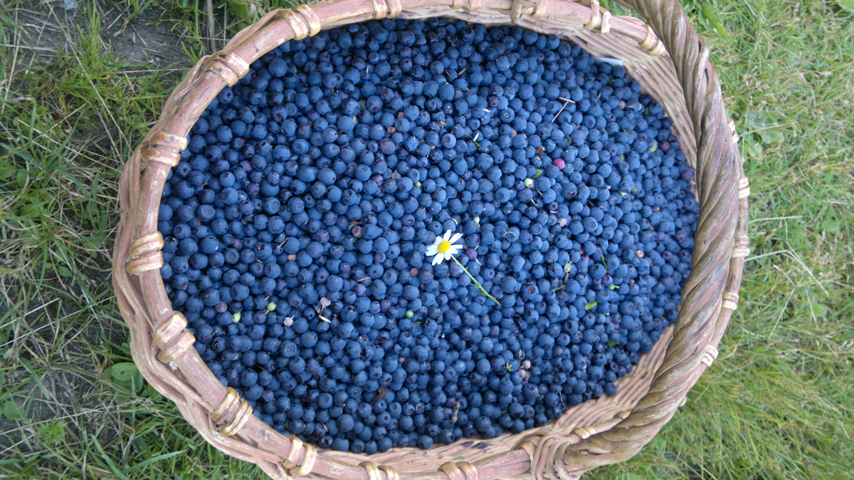 Результаты.... Фото: Недолужко А.В. Результаты.... Фото: Недолужко А.В.