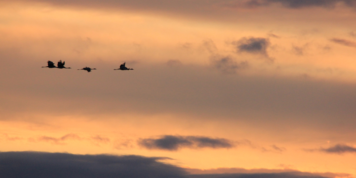 Холодает. И вдруг начинают появляться журавли. Фото: Недолужко А.В. Холодает. И вдруг начинают появляться журавли. Фото: Недолужко А.В.