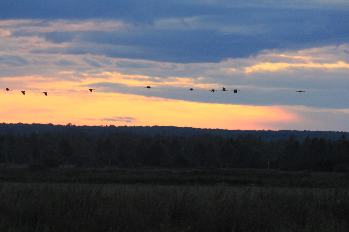 Серые журавли (Grus grus) летят на ночлег. Фото: Недолужко А.В. Серые журавли (Grus grus) летят на ночлег. Фото: Недолужко А.В.