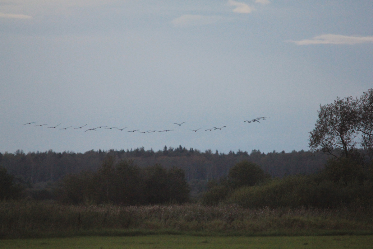 Стая серых журавлей. Фото: Недолужко А,В. Стая серых журавлей. Фото: Недолужко А,В.