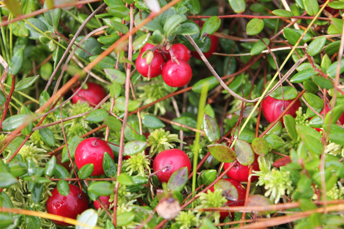 Долгожданные ягоды клюквы. Фото: Недолужко А.В.