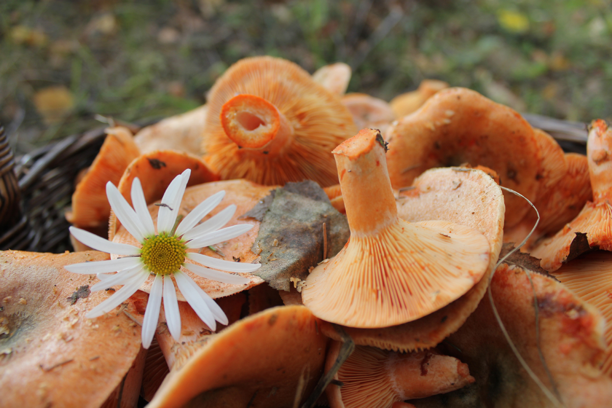 Есть гриб рыжик. Рыжики грибы. Рыжик Сосновый/Боровой (Lactarius deliciosus);. Царский гриб Рыжик. Сосновый Бор рыжики.