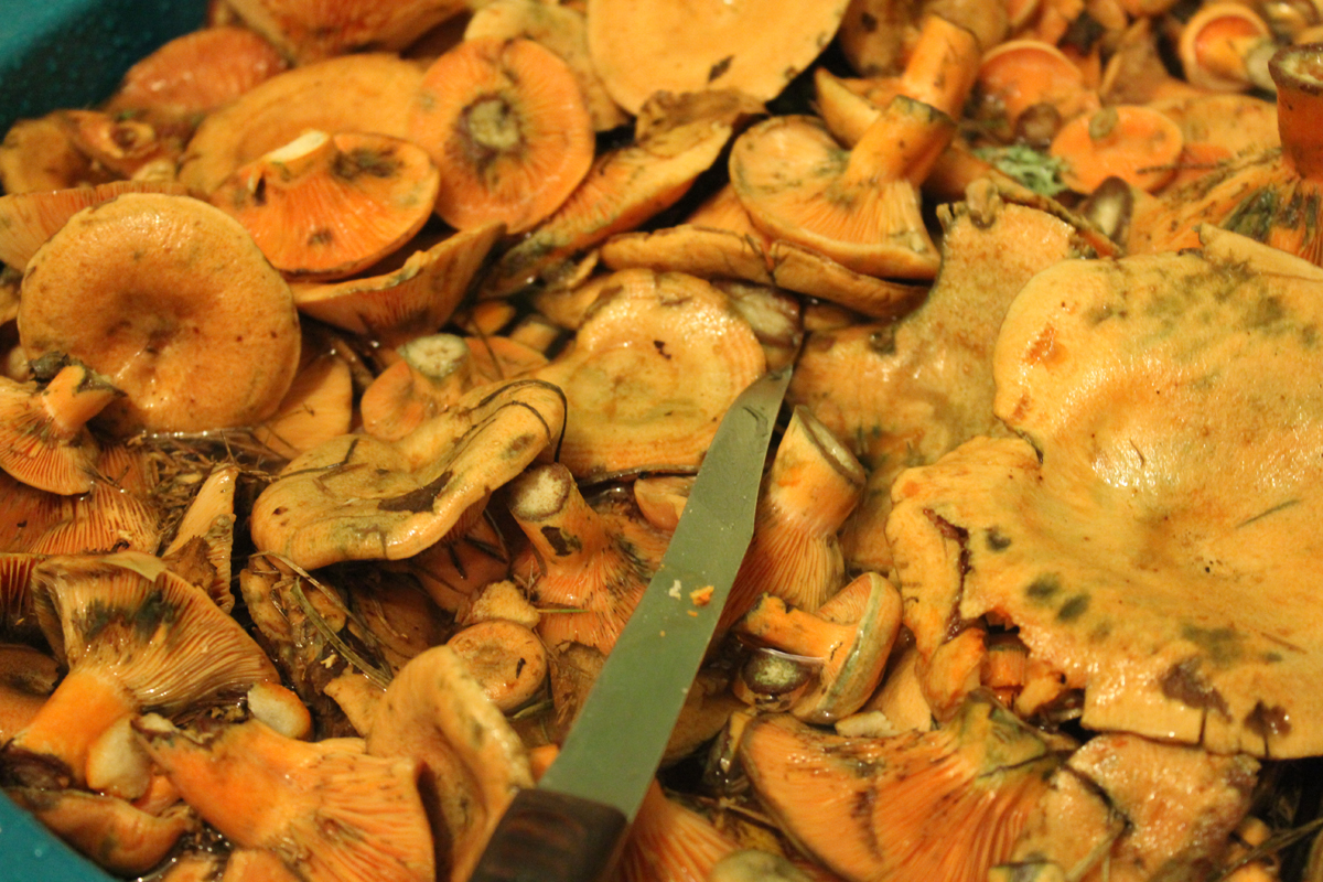 Рыжик требует моментальной обработки, поэтому вернувшись из леса, не мечтайте о теплой кровати. Фото: Недолужко А.В. Рыжик требует моментальной обработки, поэтому вернувшись из леса, не мечтайте о теплой кровати. Фото: Недолужко А.В.