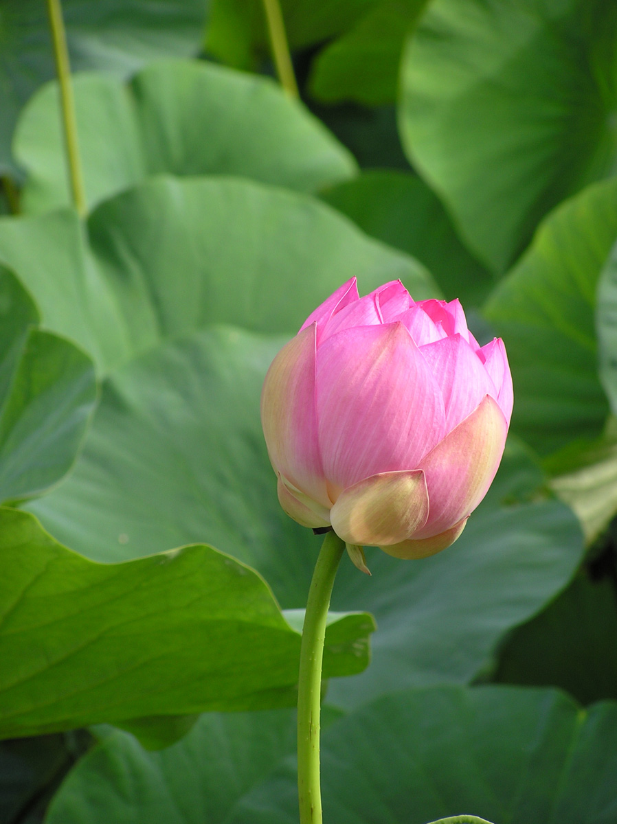 Бутонизирующий лотос, возможно, Будда родился именно здесь. Фото: Недолужко А.В. Бутонизирующий лотос, возможно, Будда родился именно здесь. Фото: Недолужко А.В.