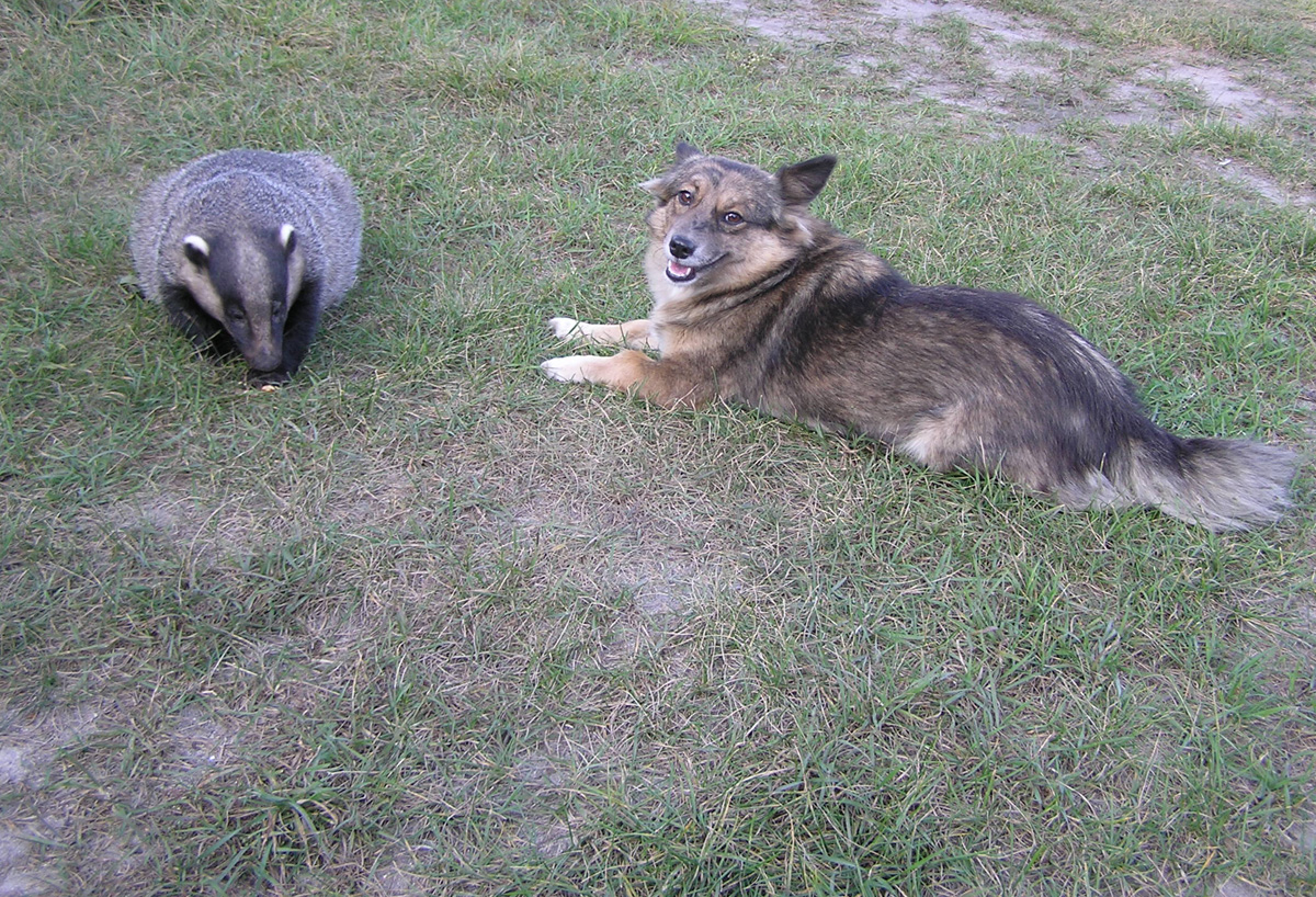 Неразлучные друзья. Собака и барсук. Фото: Недолужко А.В.