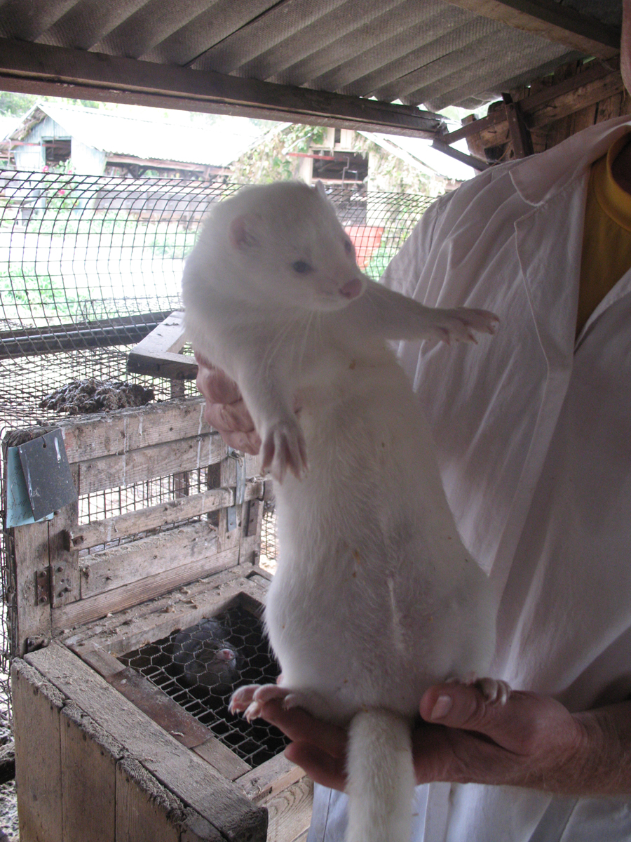 Исследователи пытаются получить животных, испытывающих дружеские чувства к человеку. Фото: Светлана Федотова Исследователи пытаются получить животных, испытывающих дружеские чувства к человеку. Фото: Светлана Федотова