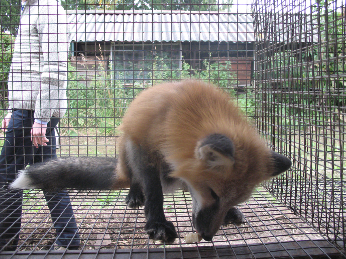 Еще один сектор огромного питомника отведен лисицам (Vulpes vulpes) и был заложен отечественным корифеем в области этологии и эволюционной генетики Дмитрием Константиновичем Беляевым. Фото: Светлана Федотова Еще один сектор огромного питомника отведен лисицам (Vulpes vulpes) и был заложен отечественным корифеем в области этологии и эволюционной генетики Дмитрием Константиновичем Беляевым. Фото: Светлана Федотова