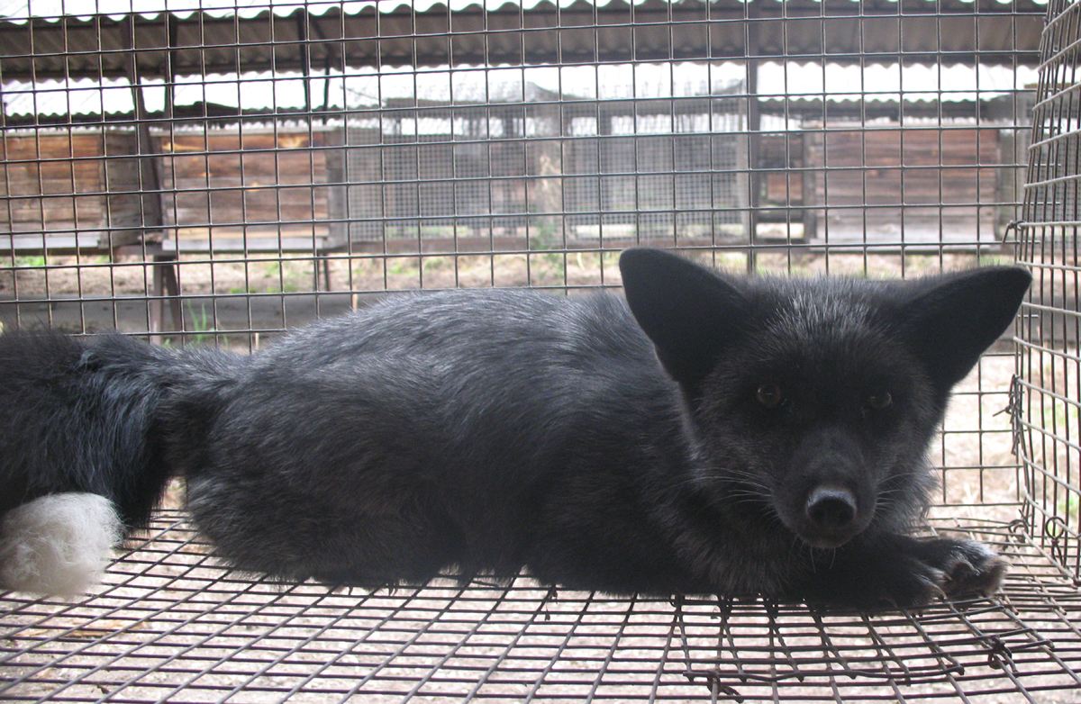 Лисица. Фото: Светлана Федотова Лисица. Фото: Светлана Федотова