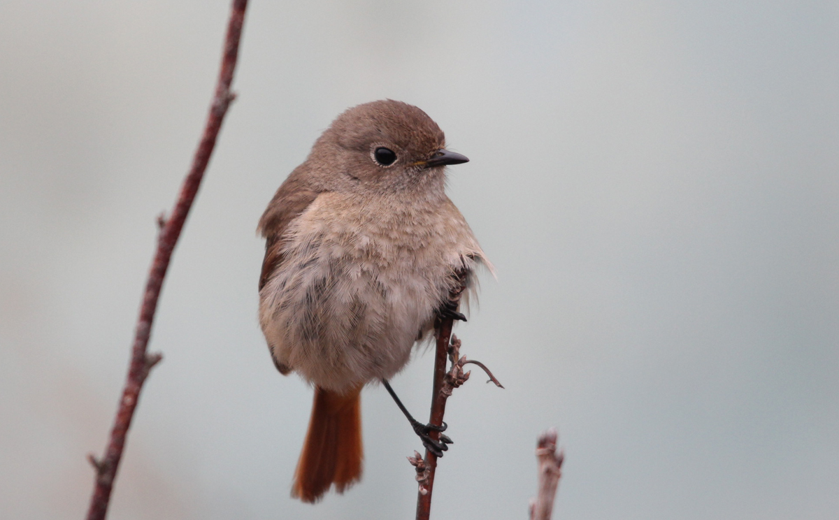 Самка горихвостки сибирской (Phoenicurus auroreus). Фото: Недолужко А.В. Самка горихвостки сибирской (Phoenicurus auroreus). Фото: Недолужко А.В.