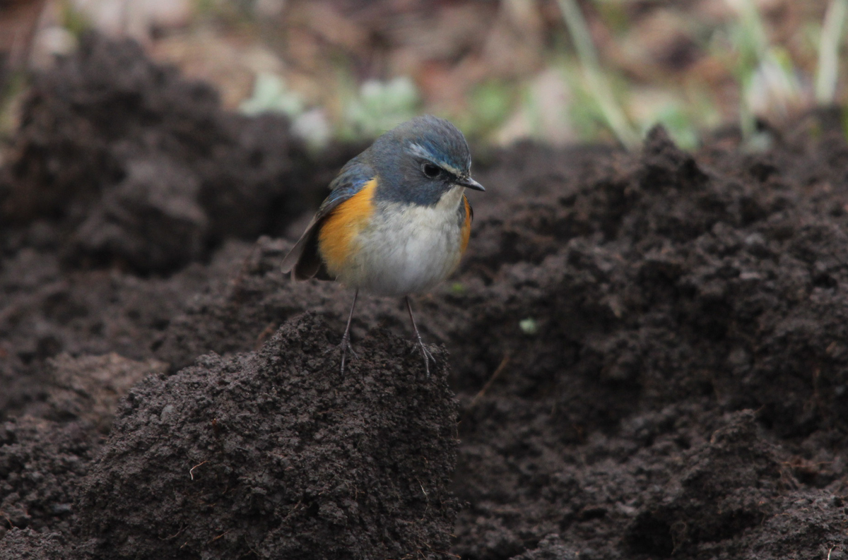 Самец синехвостки (Tarsiger cyanurus). Фото: Недолужко А.В. Самец синехвостки (Tarsiger cyanurus). Фото: Недолужко А.В.