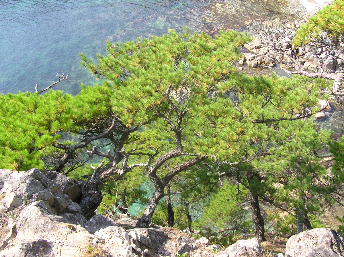Сосна густоцветковая (Pinus densiflora) на побережье Японского моря. Фото: Недолужко А.В. Сосна густоцветковая (Pinus densiflora) на побережье Японского моря. Фото: Недолужко А.В.