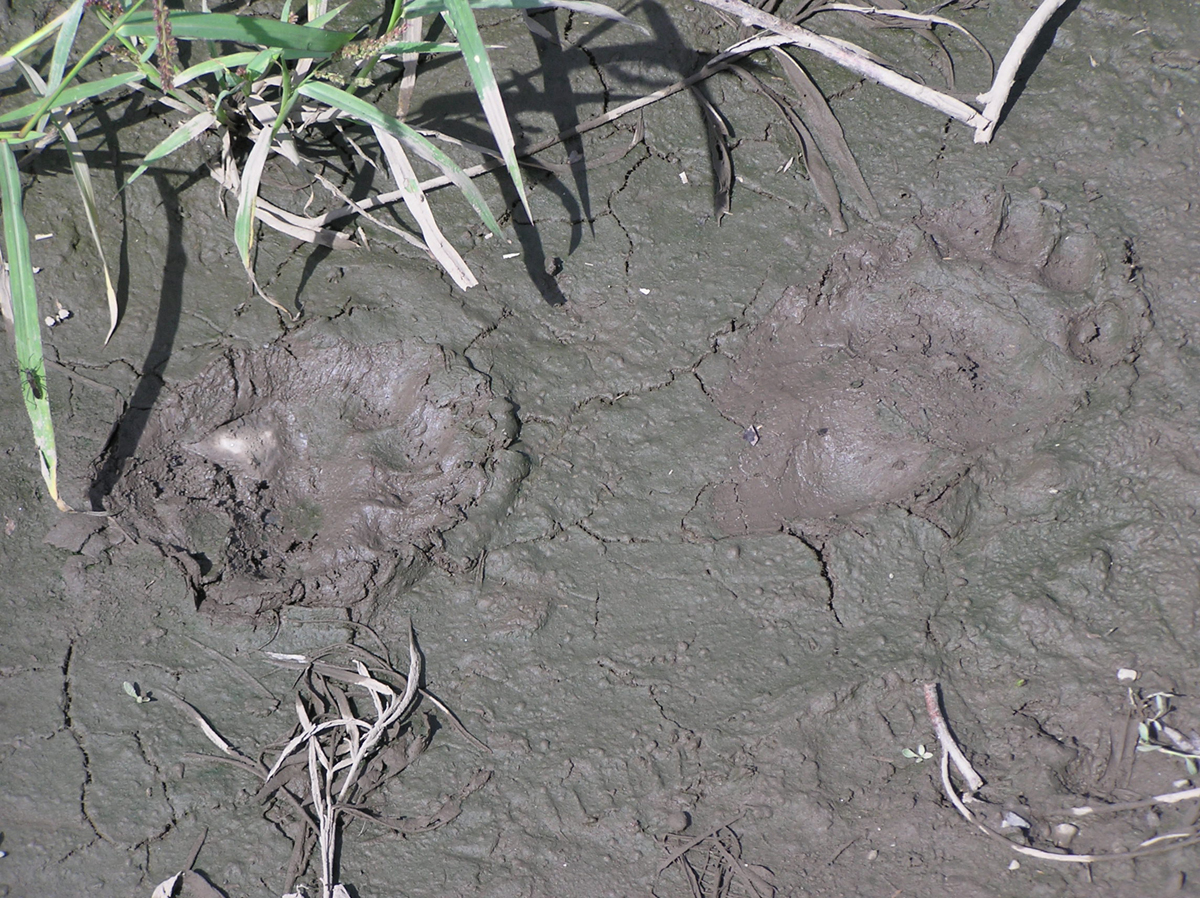 Следы гималайского медведя (Ursus thibetanus). Фото: Недолужко А.В. Следы гималайского медведя (Ursus thibetanus). Фото: Недолужко А.В.