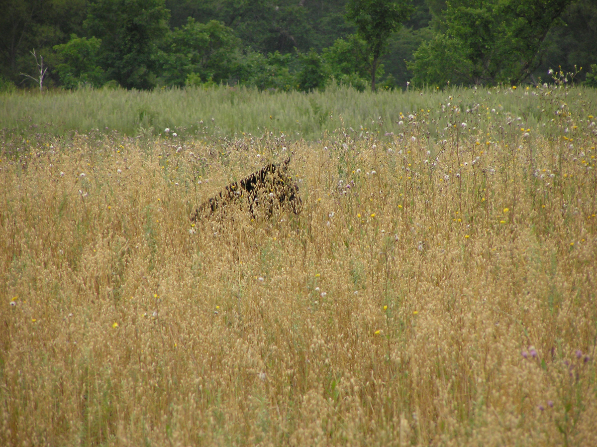Гималайский медведь (Ursus thibetanus) среди овса. Фото: Недолужко А.В. Гималайский медведь (Ursus thibetanus) среди овса. Фото: Недолужко А.В.