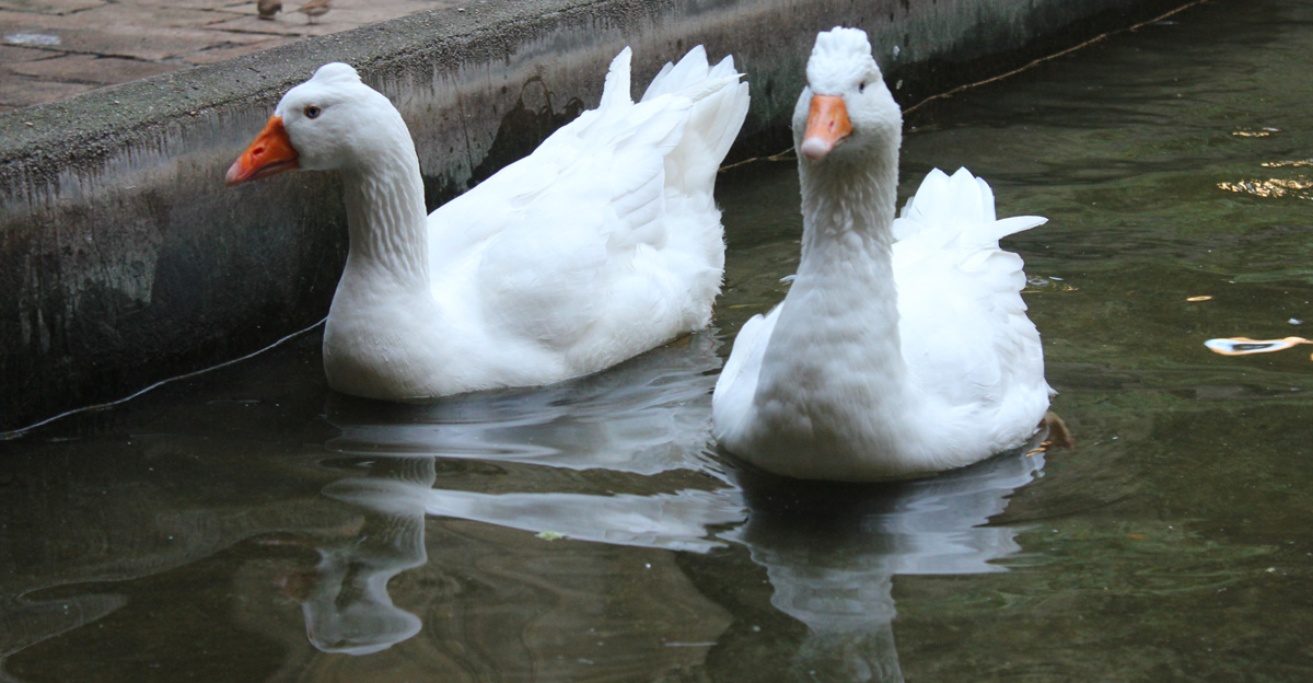 Белые гуси в Кафедральном соборе Барселоны символизируют возраст девочки замученной римлянами. Фото: Недолужко А.В.