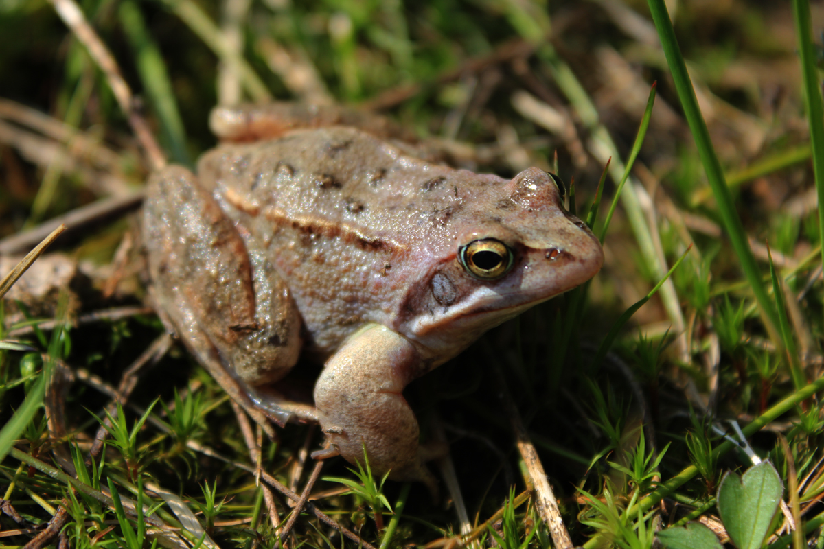 "Квакша" нашла подружку в подмосковном лесу. Фото: Недолужко А.В.