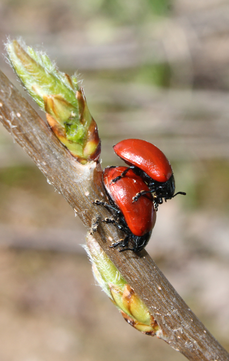 В Подмосковье наконец-то пришла настоящая весна. Фото: Недолужко А.В.