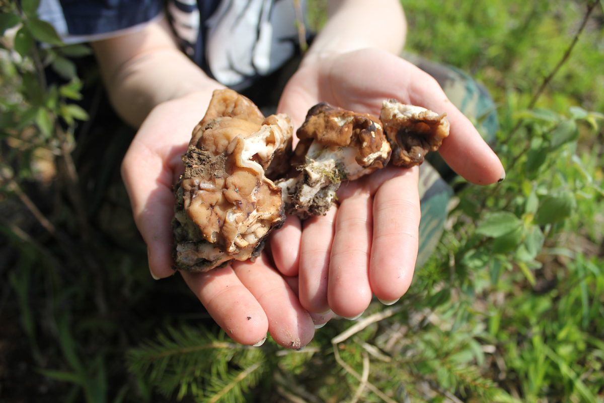 Сморчки и строчки просто не хотели идти в наши руки. Фото: Недолужко А.В.