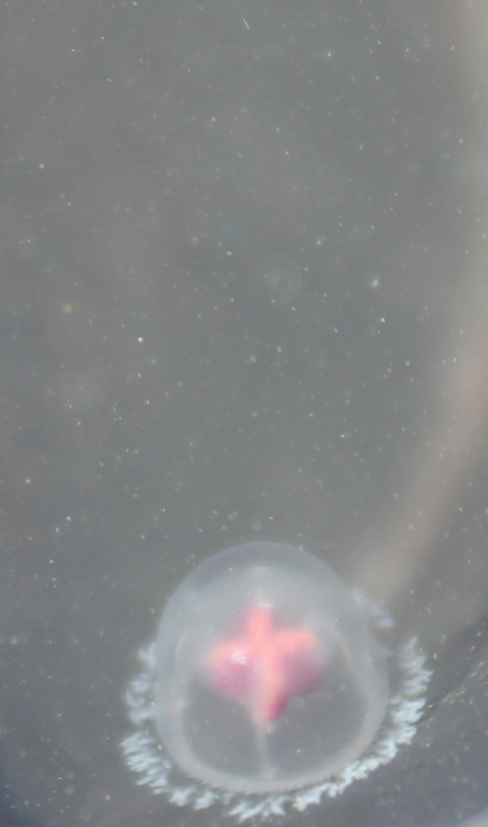 Несмотря на свой крохотный размер, крестовики представляют немалую угрозу для купающихся: Фото: Недолужко А.В.