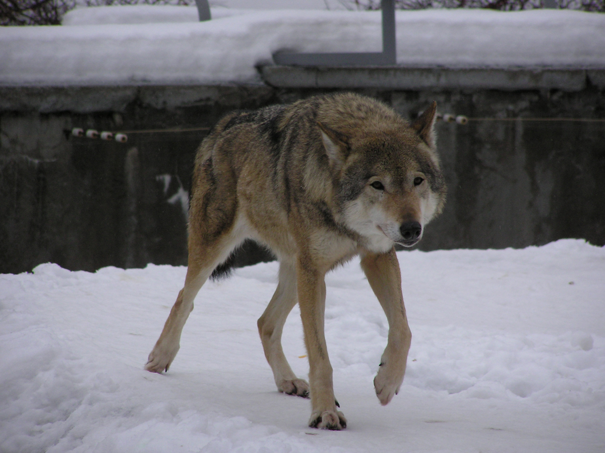 Волк (Canis lupus) в Московском зоопарке. Фото: Недолужко А.В. Волк (Canis lupus) в Московском зоопарке. Фото: Недолужко А.В.