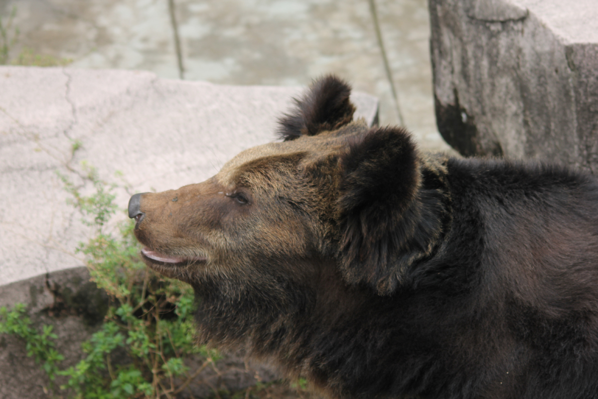 Бурый медведь. Фото: Недолужко А.В. Бурый медведь. Фото: Недолужко А.В.