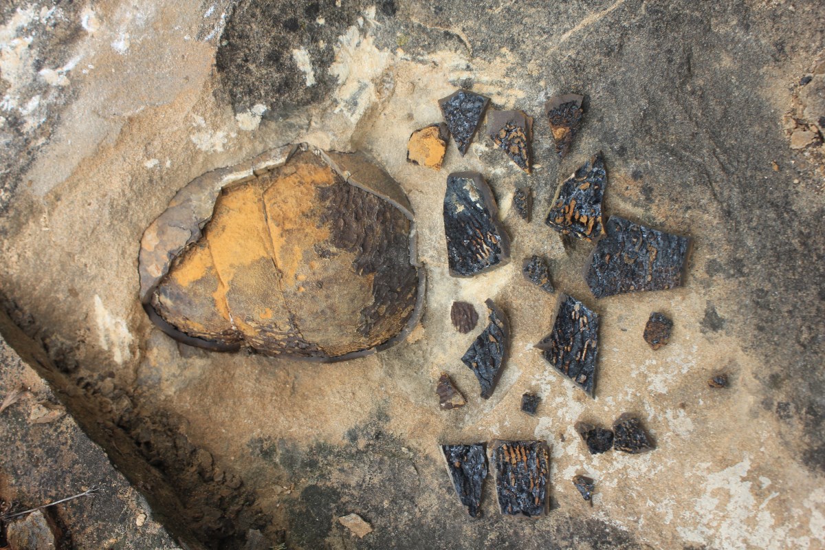 Конкреции в песчанике. Эти минеральные отложения мы приняли за окаменелости. Фото: Недолужко А.В.