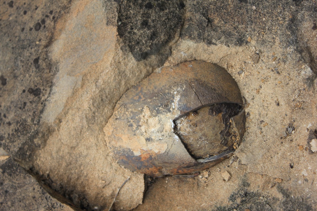 Конкреции в песчанике. Эти минеральные отложения мы приняли за окаменелости. Фото: Недолужко А.В.