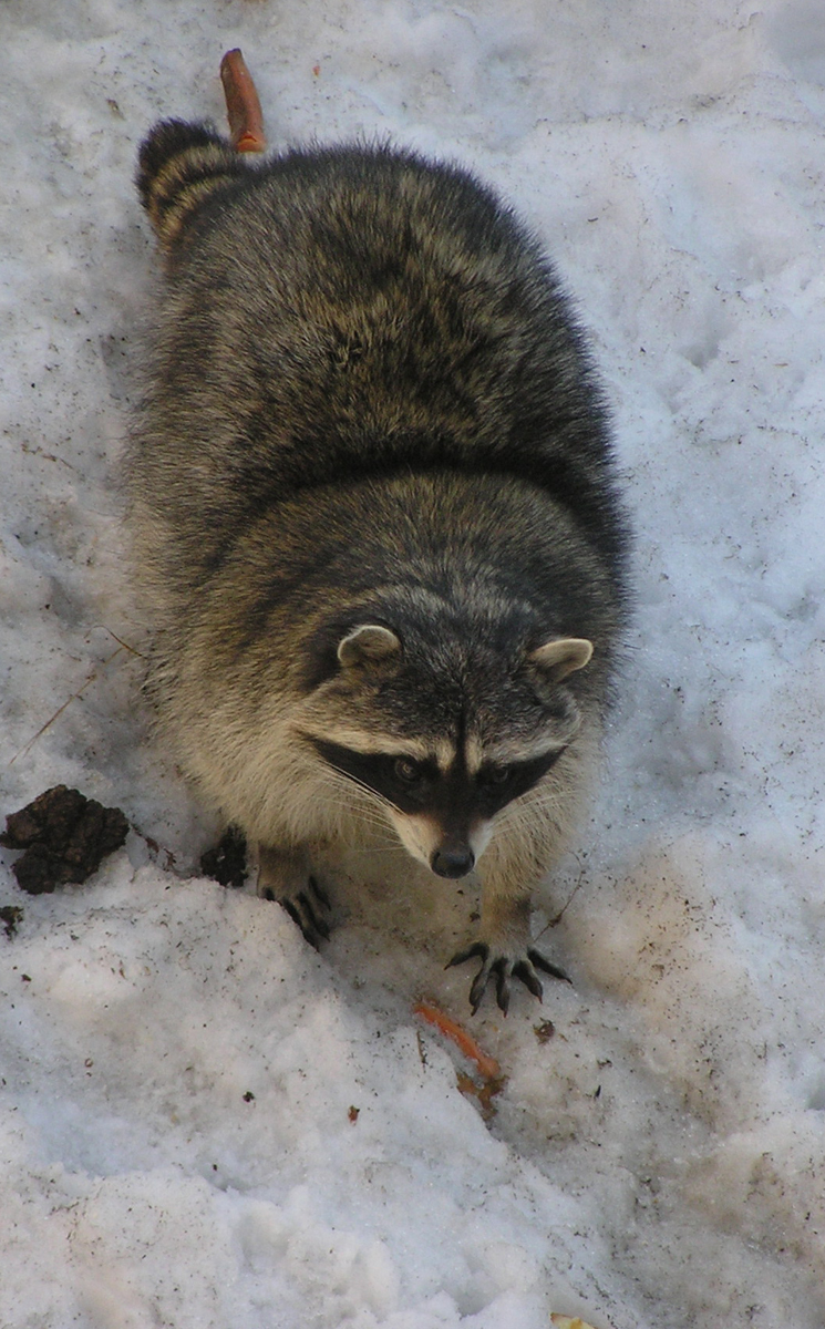 Енот в Московском зоопарке. Фото: Недолужко А.В.