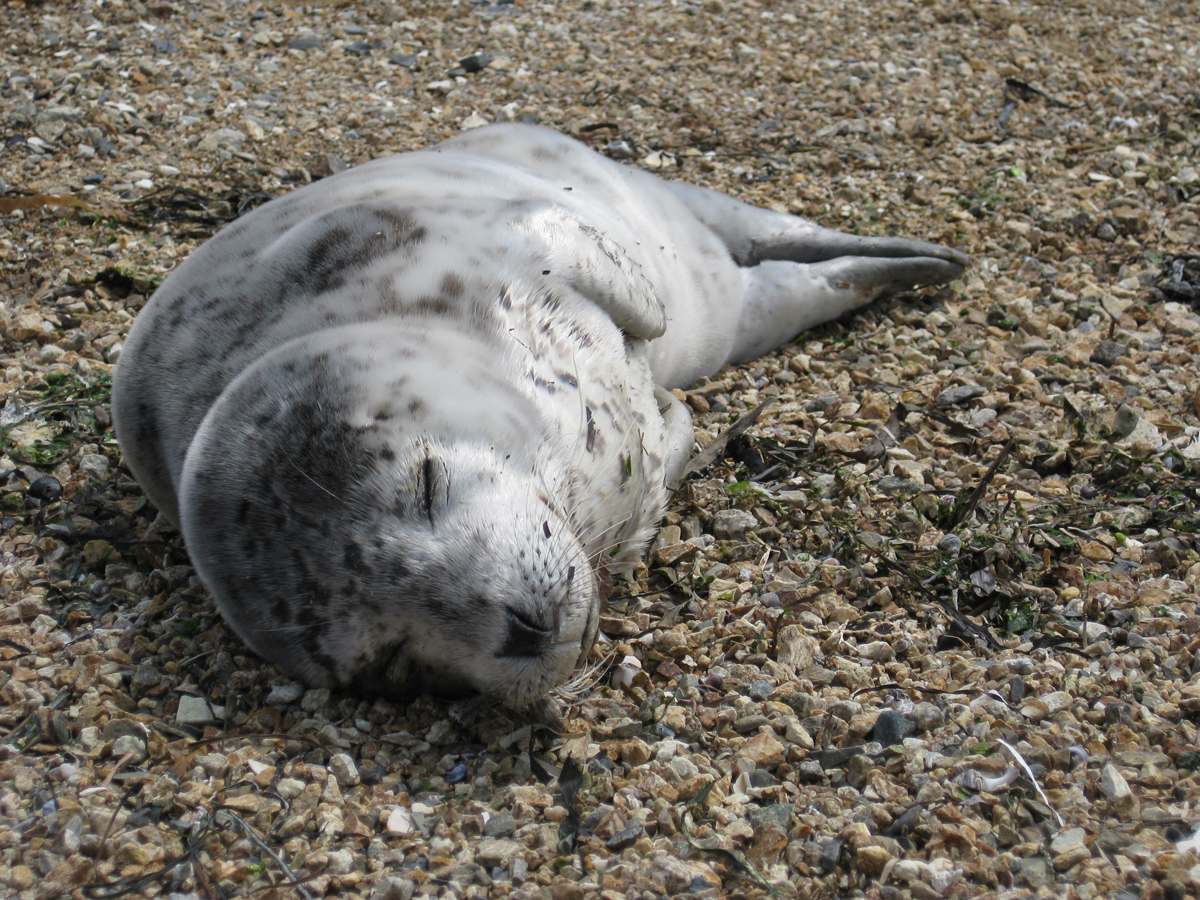 В ожидании мамы. Фото: Недолужко А.В. В ожидании мамы. Фото: Недолужко А.В.