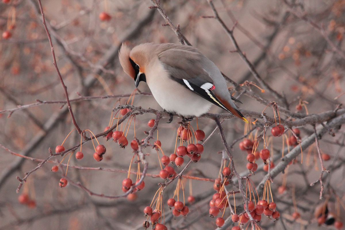 Скоро улетать... Фото: Недолужко А.В. Скоро улетать... Фото: Недолужко А.В.