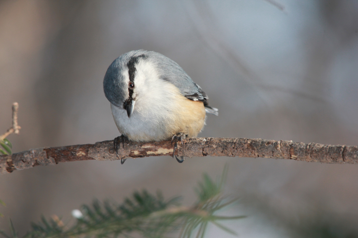 Семечки принес? Фото: Недолужко А.В. Семечки принес? Фото: Недолужко А.В.
