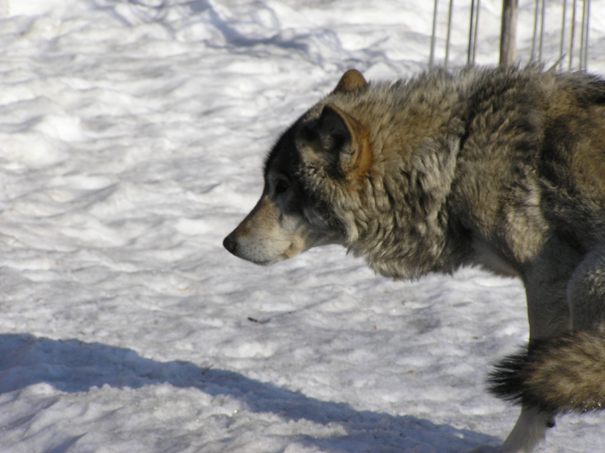 Волк (Canis lupus) в Московском зоопарке. Фото: Недолужко А.В. Волк (Canis lupus) в Московском зоопарке. Фото: Недолужко А.В.