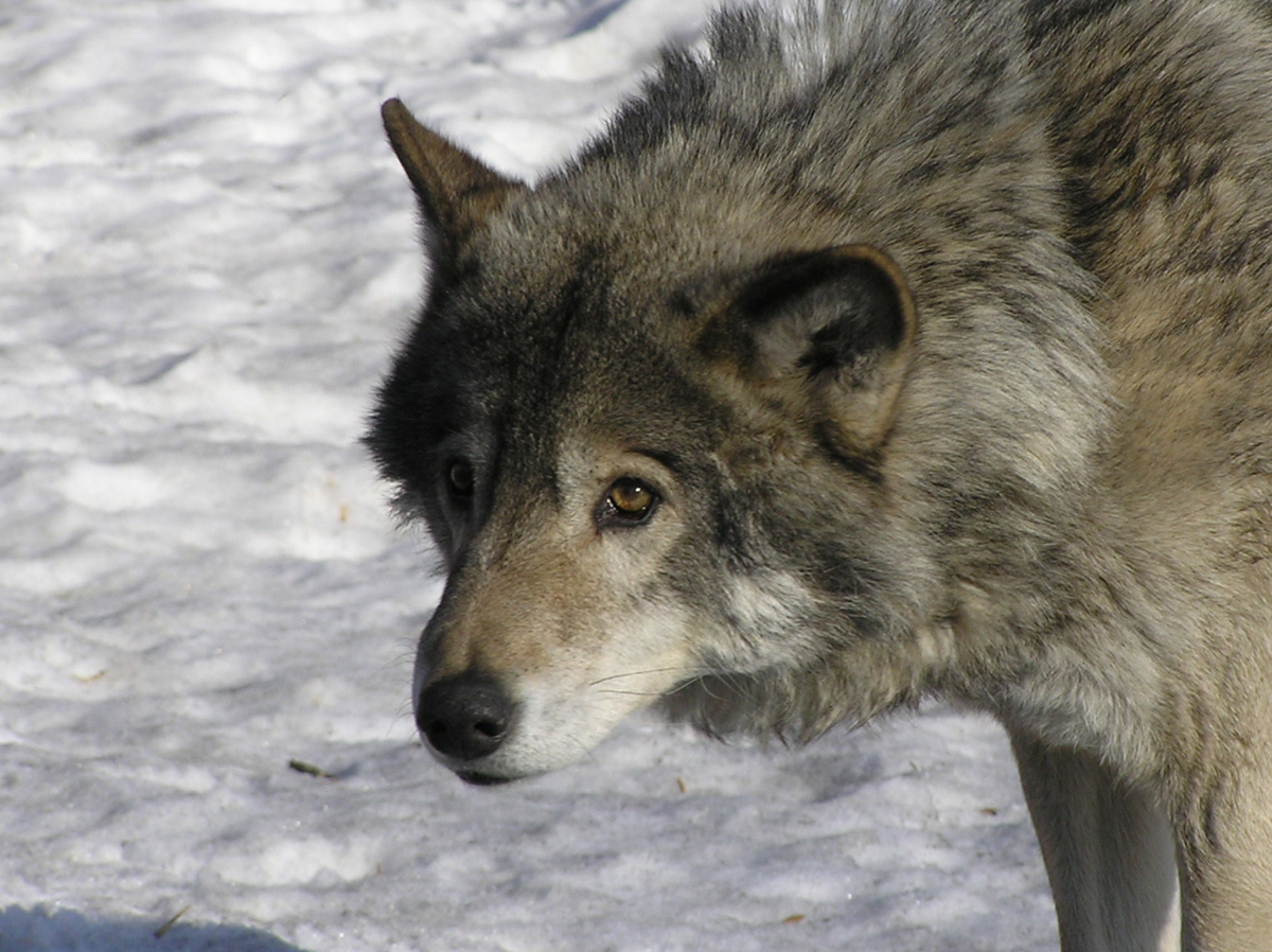 Волк (Canis lupus) в Московском зоопарке. Фото: Недолужко А.В.