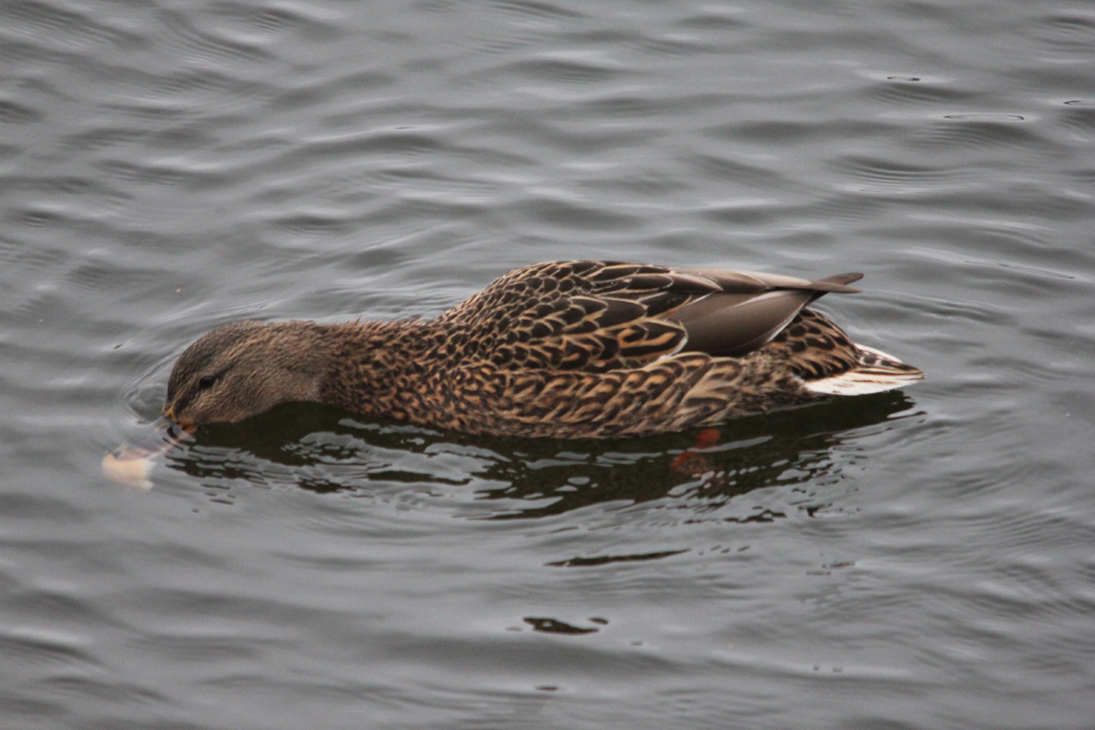 Утки любят белый хлеб, черный им противопоказан. Фото: Недолужко А.В. Утки любят белый хлеб, черный им противопоказан. Фото: Недолужко А.В.