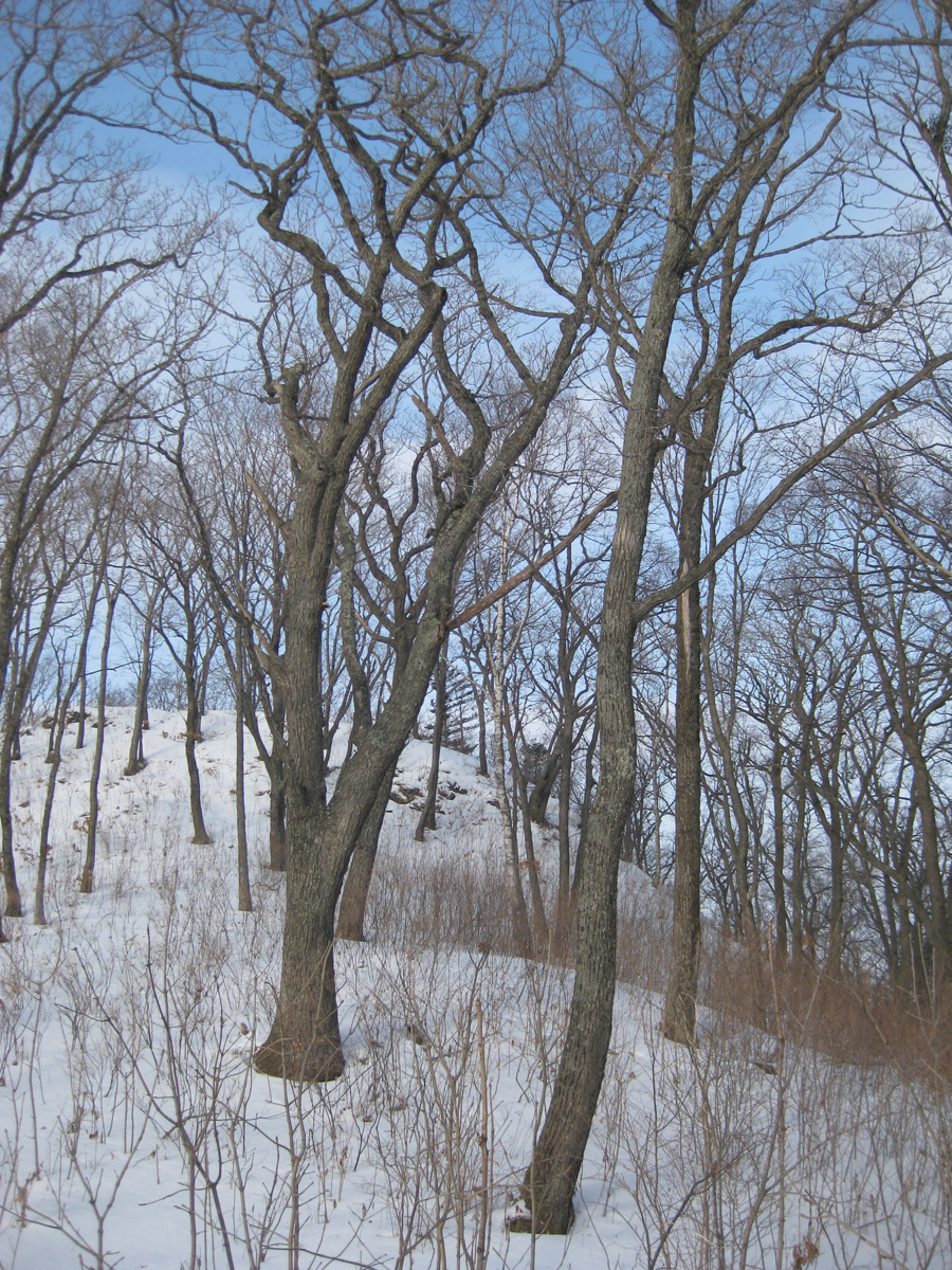 Зима в уссурийской тайге. Фото: Недолужко А.В. Зима в уссурийской тайге. Фото: Недолужко А.В.
