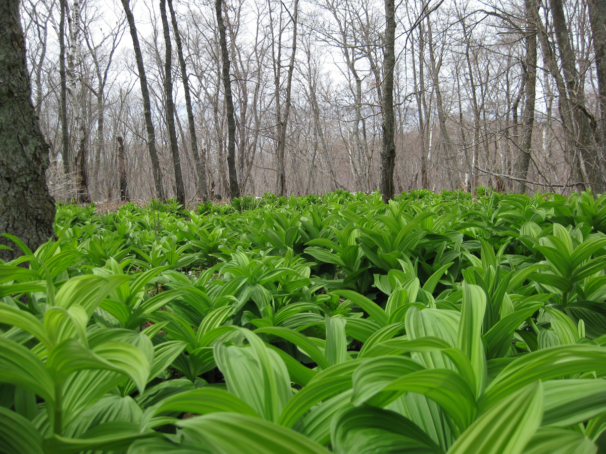 Весна в уссурийской тайге. Фото: Недолужко А.В. Весна в уссурийской тайге. Фото: Недолужко А.В.