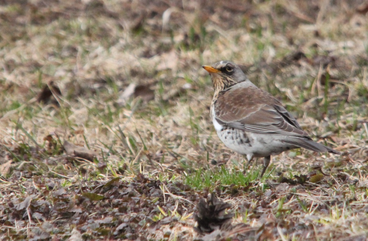 Рябинник - Turdus pilaris. Фото: Недолужко А.В. Рябинник - Turdus pilaris. Фото: Недолужко А.В.